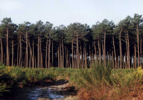 Faire mourir la forêt une deuxième fois...